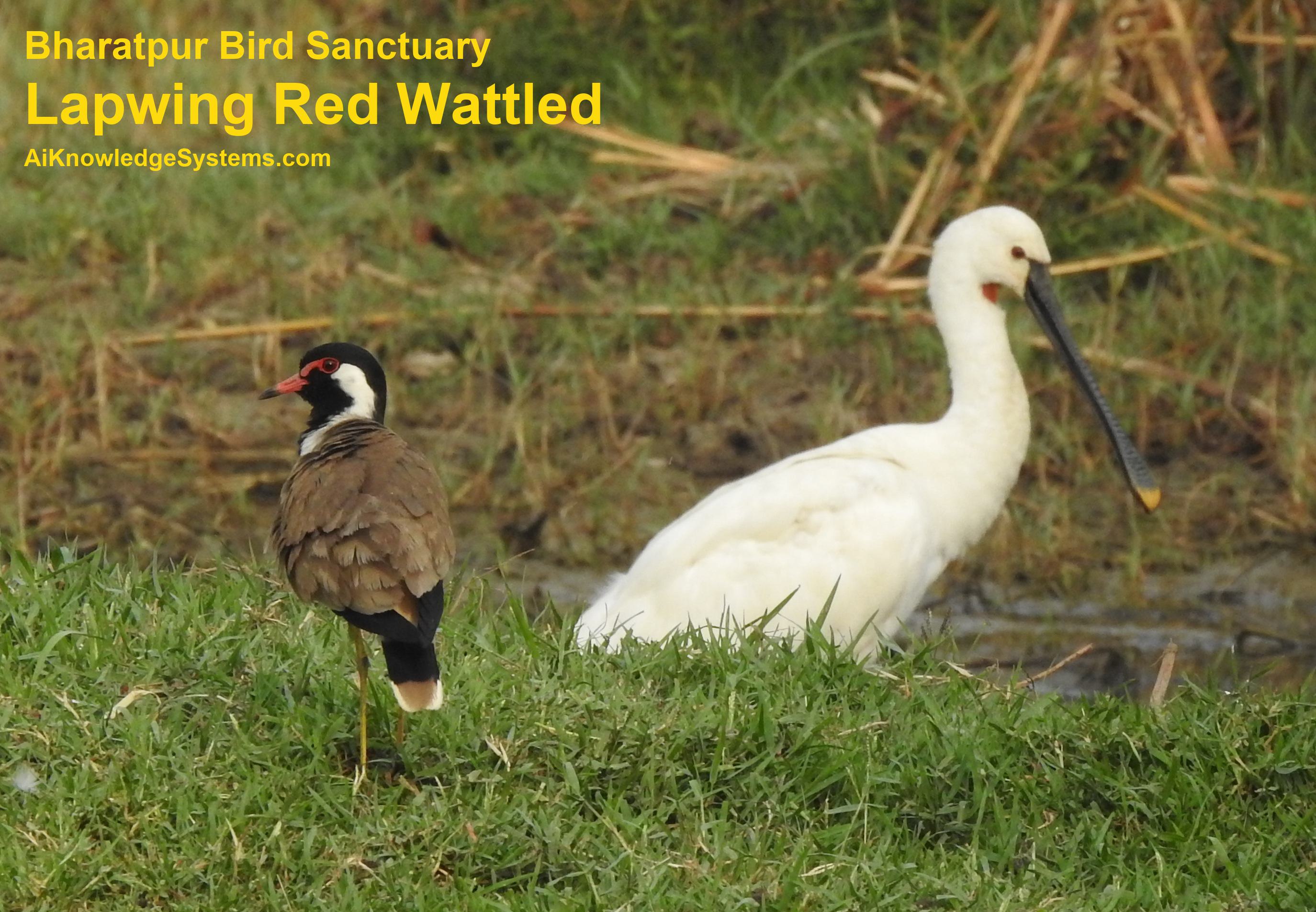 Lapwing Red Wattled (53) Coming Soon